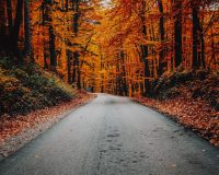 concrete road in forest