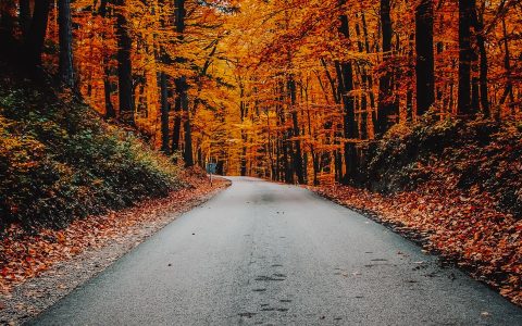 concrete road in forest
