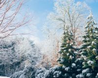 green pine trees during snow season