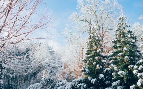 green pine trees during snow season