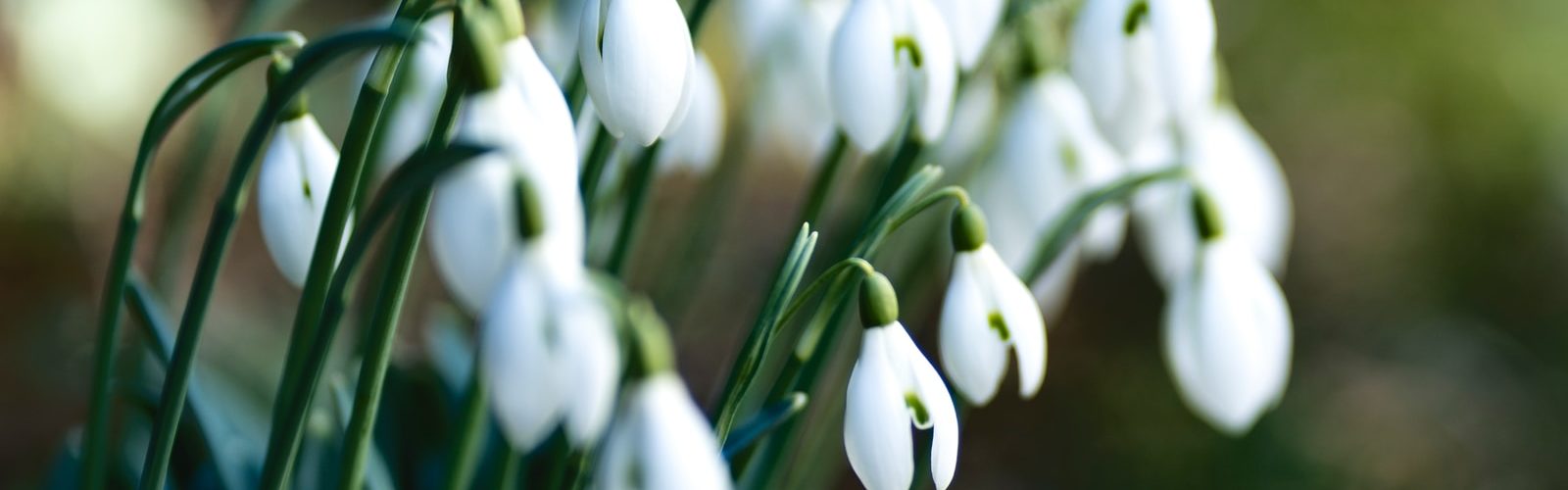 white flowers in tilt shift lens