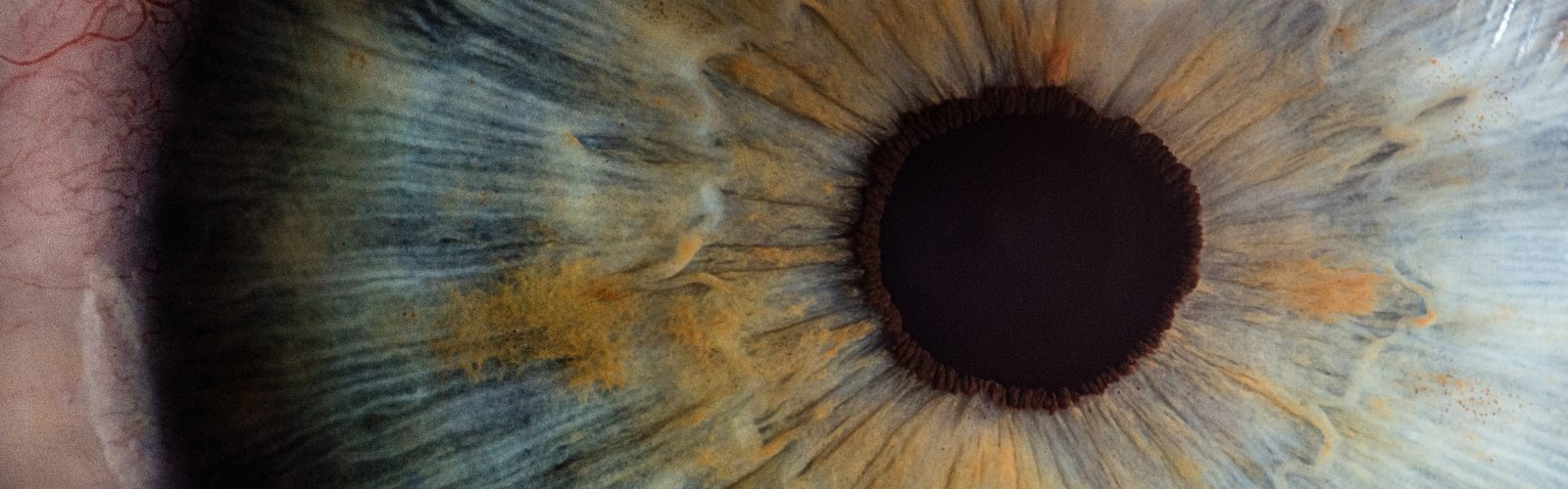 macro photography of human eye