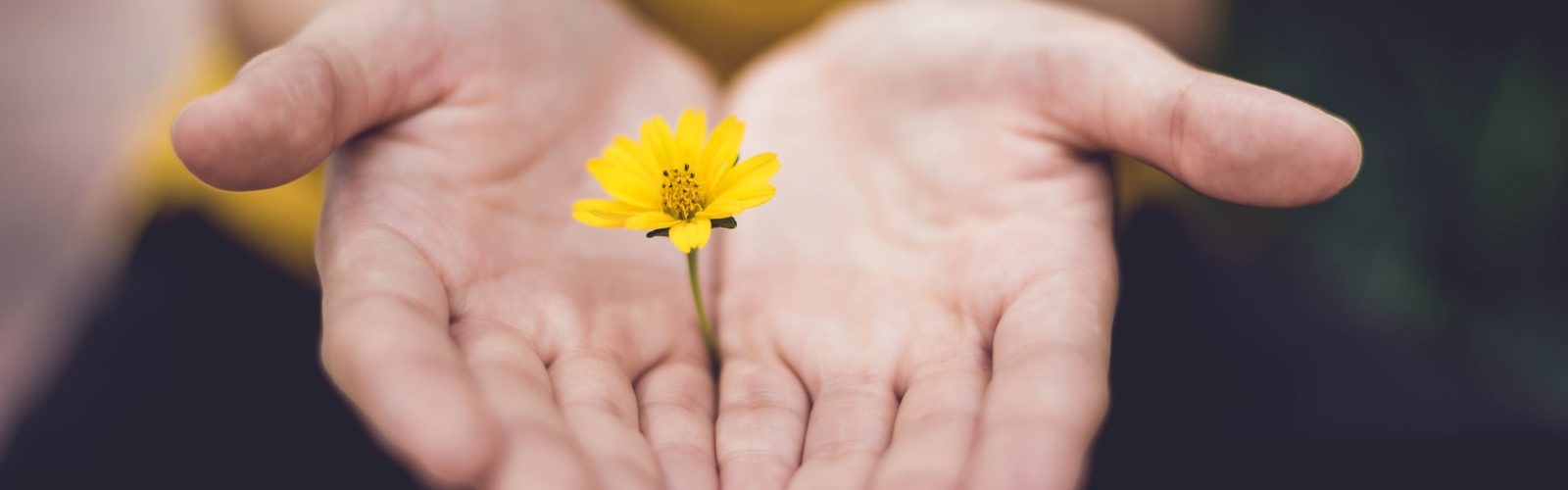 selective focus photography of woman holding yellow petaled flowers