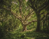 large tree in middle of forest during daytime