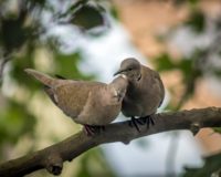 brown bird on brown tree branch during daytime