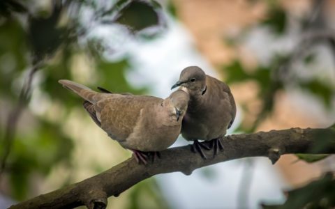brown bird on brown tree branch during daytime