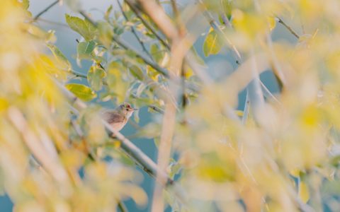 brown bird on green tree during daytime