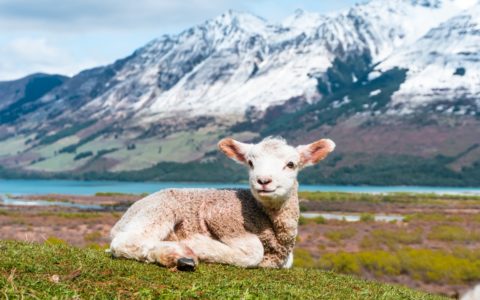 white sheep on green grass field near snow covered mountain during daytime