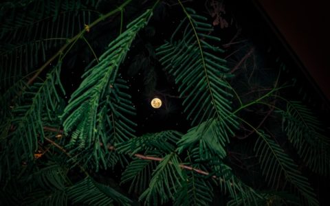 worm's-eye-view of full moon