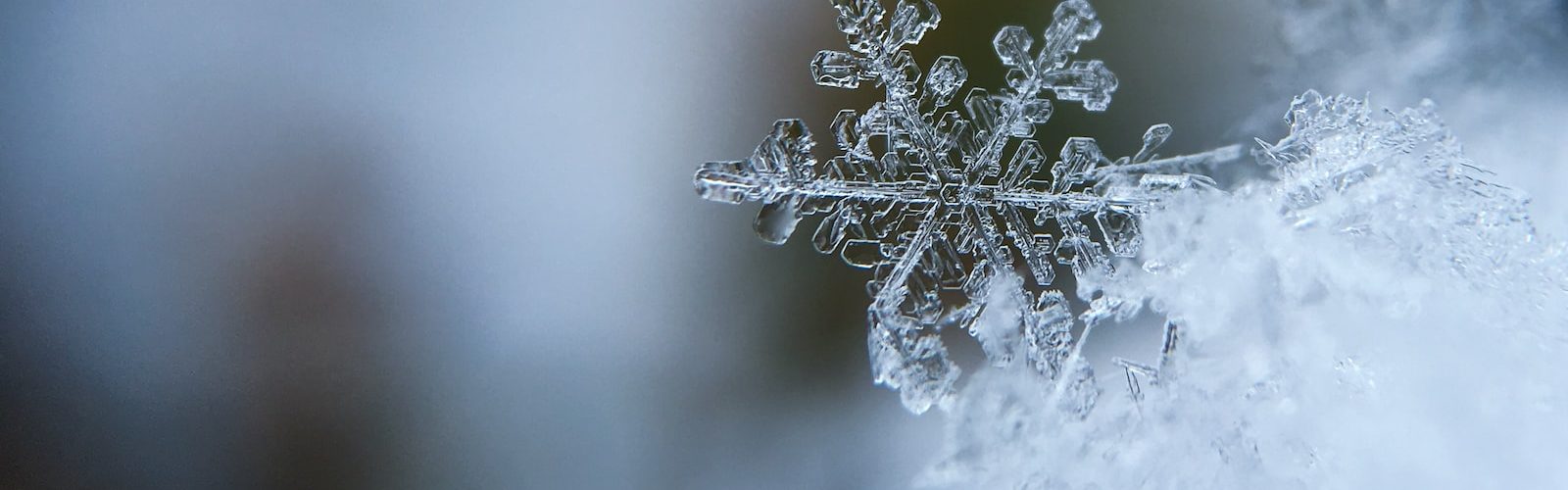 focused photo of a snow flake