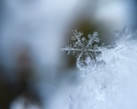 focused photo of a snow flake