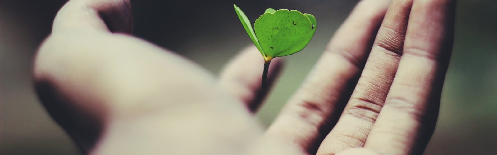 floating green leaf plant on person's hand