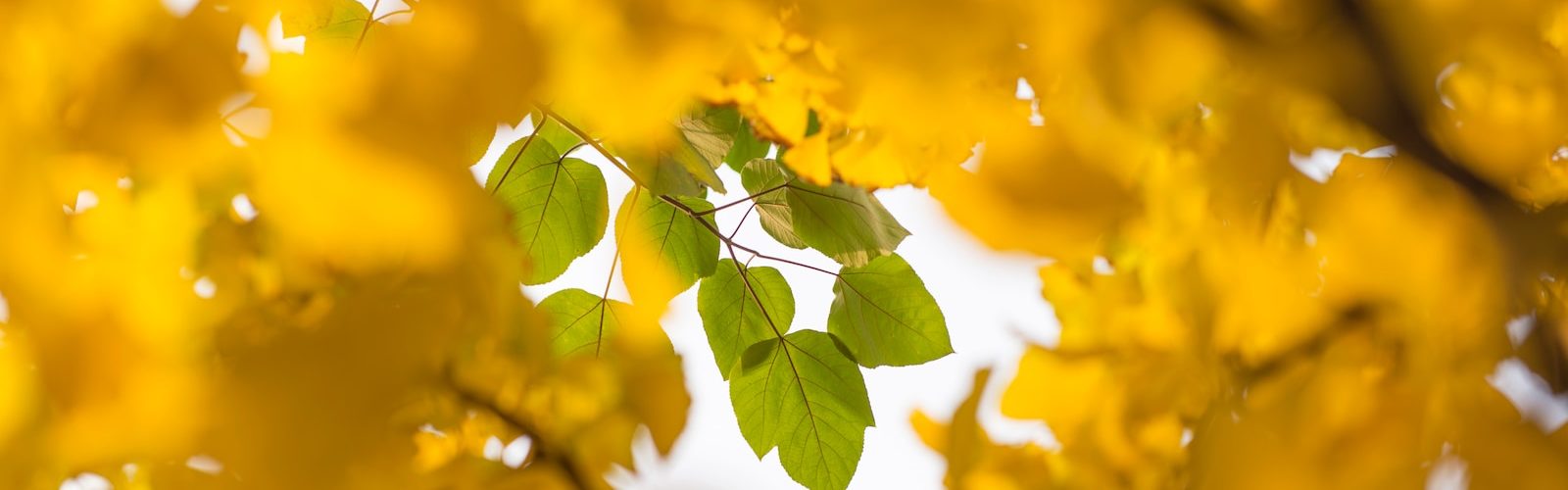 yellow leaves near green leaves