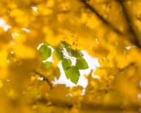 yellow leaves near green leaves