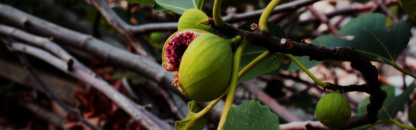 red and green round fruit