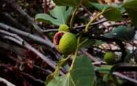 red and green round fruit