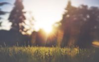 scenery of grass and trees