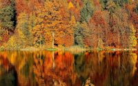 lake sorrounded by trees