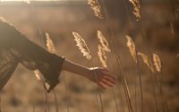 person holding tall grass during sunset