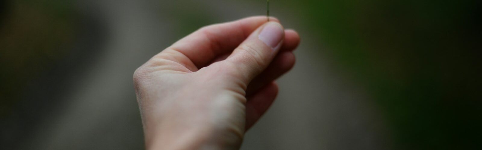 a person holding a small white flower in their hand